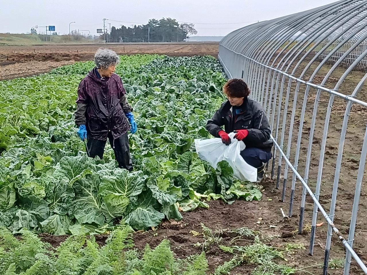 今年も大収穫