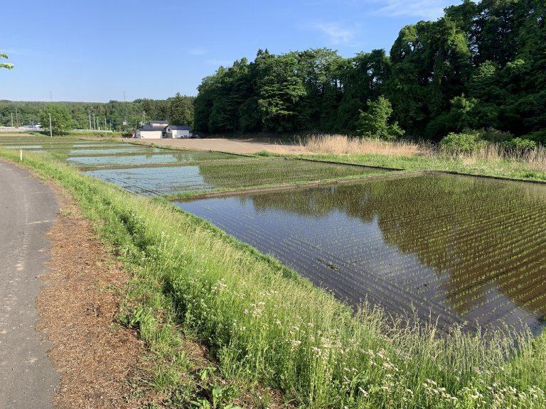 今日は「先日に今年の田植えが完了しました！」についてのお話です。